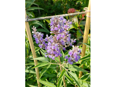 Vitex agnus-castus