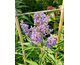 Vitex agnus-castus Blue Diddley ®