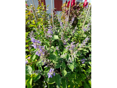 Vitex agnus-castus
