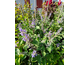 Vitex agnus-castus Chicagoland Blues ® Magical