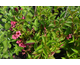 Weigela