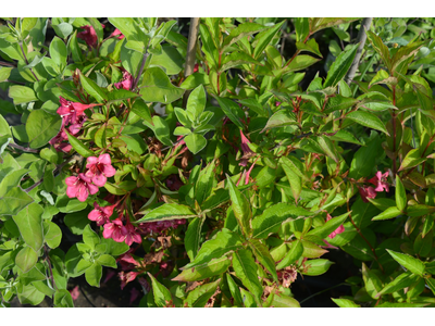 Weigela