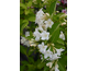 Weigela Bristol Snowflake