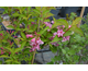 Weigela florida Stelzneri