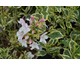 Weigela White Lightning