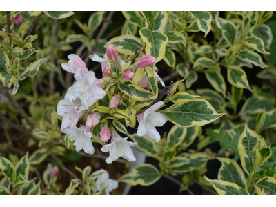 Weigela