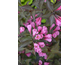 Weigela florida Victoria