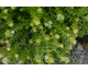 Westringia fruticosa None