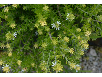 Westringia fruticosa