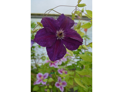 Clematis