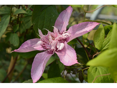 Clematis