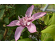 Clematis Multi Pink