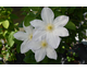 Clematis Shirayukihime