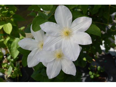 Clematis