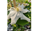 Clematis White Arabella