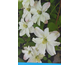 Clematis montana Starlet ® White Perfume