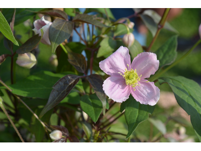 Clematis montana