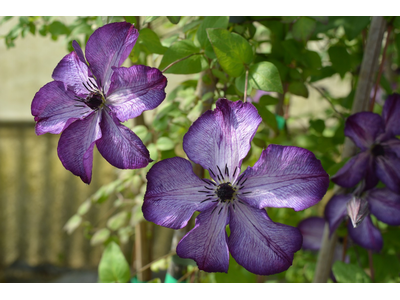 Clematis