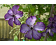 Clematis Super Nova