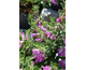 Leucophyllum frutescens Green Cloud