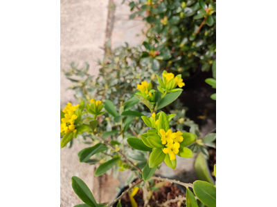 Daphne gemmata