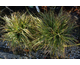 Carex White Dragon