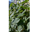 Schizophragma hydrangeoides var. fauriei Angel Wings