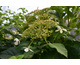 Hydrangea anomala ssp. petiolaris Flying Saucer