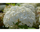 Hydrangea arborescens