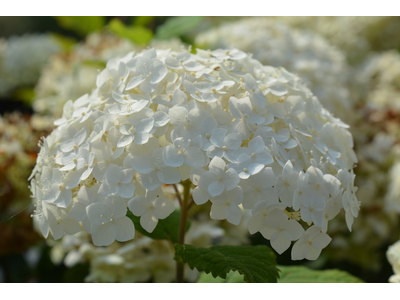 Hydrangea arborescens