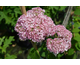 Hydrangea arborescens Magical ® Dark Pink