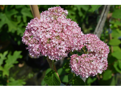 Hydrangea arborescens