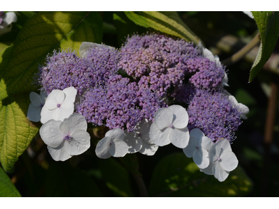 Hydrangea aspera