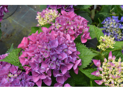 Hydrangea macrophylla