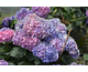 Hydrangea macrophylla Bela ®