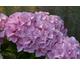 Hydrangea macrophylla Belle Seduction ® Noble