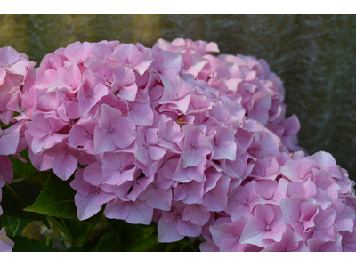 Hydrangea macrophylla