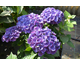 Hydrangea macrophylla Bric a Brac Lilas