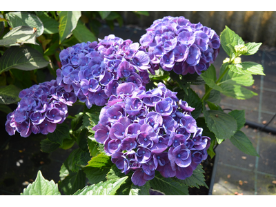 Hydrangea macrophylla