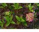 Hydrangea macrophylla Chocolate Ever Belles