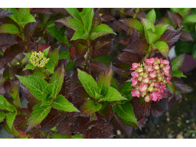 Hydrangea macrophylla