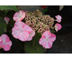 Hydrangea macrophylla Confetti Guepard