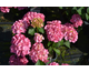 Hydrangea macrophylla Confetti Panther