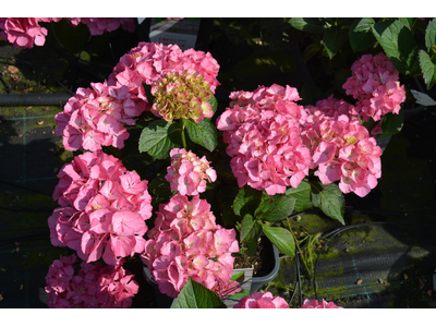 Hydrangea macrophylla