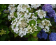 Hydrangea macrophylla Elegance ®