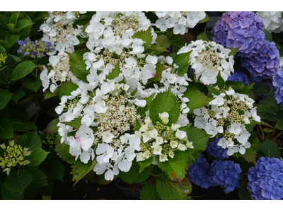 Hydrangea macrophylla