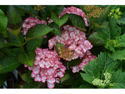 Hydrangea macrophylla