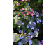 Hydrangea macrophylla Endless Summer ® Pop Star