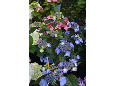 Hydrangea macrophylla