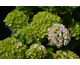 Hydrangea macrophylla Ever Belles ® Green